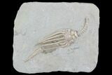 Crinoid (Macrocrinus) Fossil - Crawfordsville, Indiana #99932-1